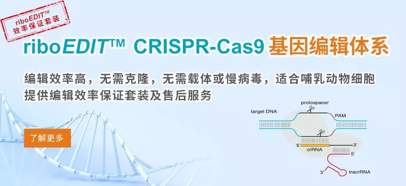 盛夏爆款丨这就是你想要的CRISPR-Cas9体系-肽度TIMEDOO