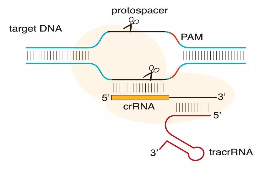 盛夏爆款丨这就是你想要的CRISPR-Cas9体系-肽度TIMEDOO