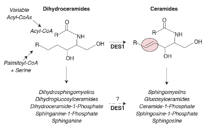 Science重磅:神奇分子,让你“瞎吃不胖”-肽度TIMEDOO