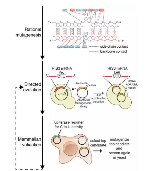 Science：CRISPR先驱张锋又一突破，新技术扩展了RNA编辑功能-肽度TIMEDOO