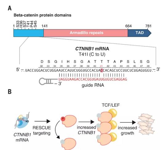 Science：CRISPR先驱张锋又一突破，新技术扩展了RNA编辑功能-肽度TIMEDOO