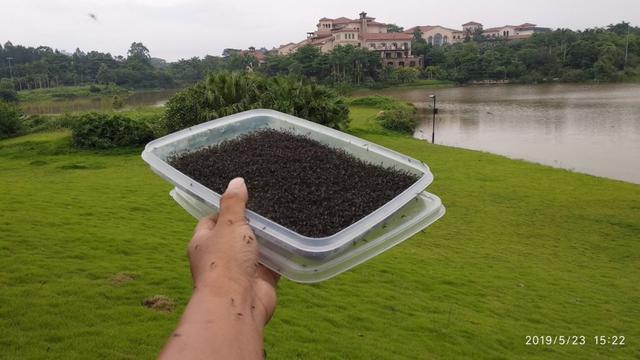 中国灭蚊研究登上Nature:在两个岛上,最具侵袭性的蚊子几乎被消灭了-肽度TIMEDOO