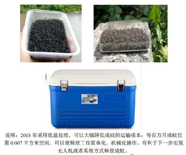 中国灭蚊研究登上Nature:在两个岛上,最具侵袭性的蚊子几乎被消灭了-肽度TIMEDOO