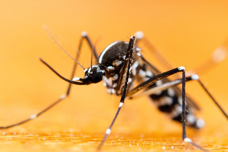 Nature：广州生物灭蚊成果上榜！