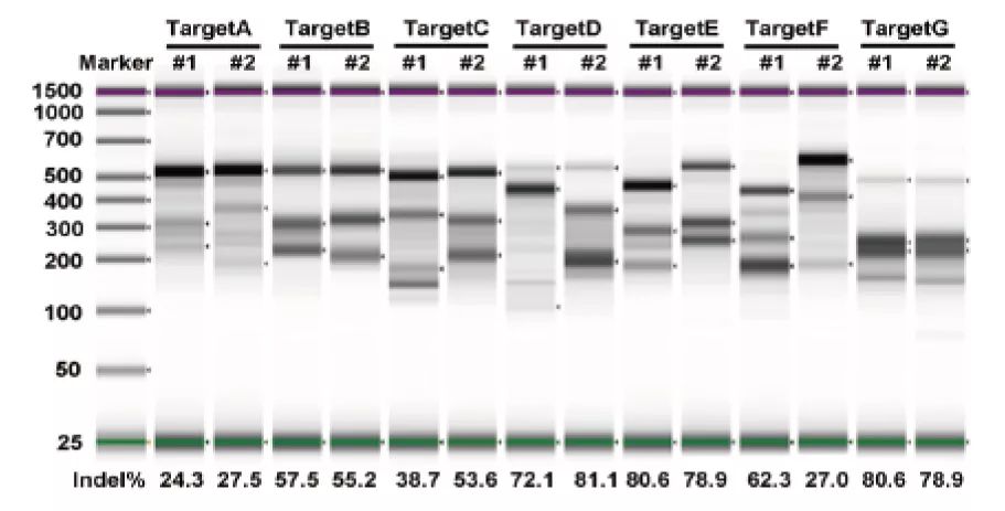 盛夏爆款丨这就是你想要的CRISPR-Cas9体系-肽度TIMEDOO