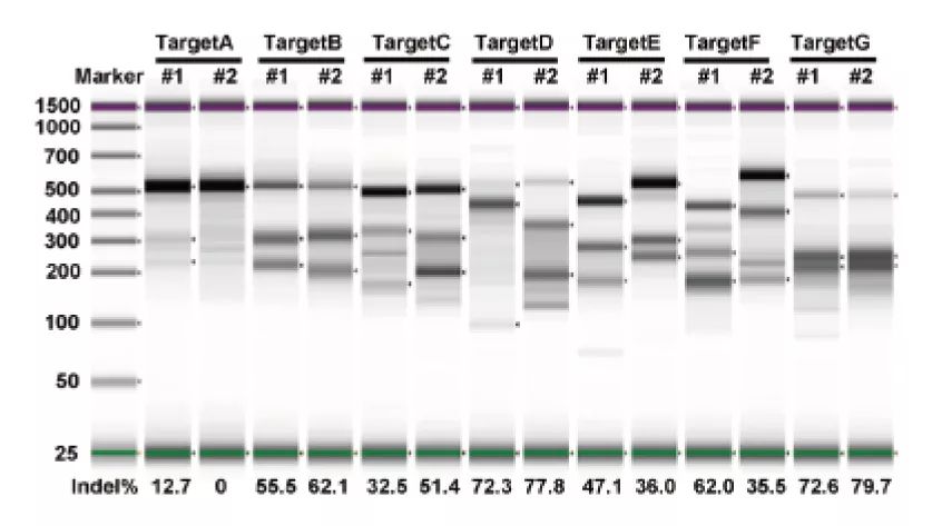 盛夏爆款丨这就是你想要的CRISPR-Cas9体系-肽度TIMEDOO
