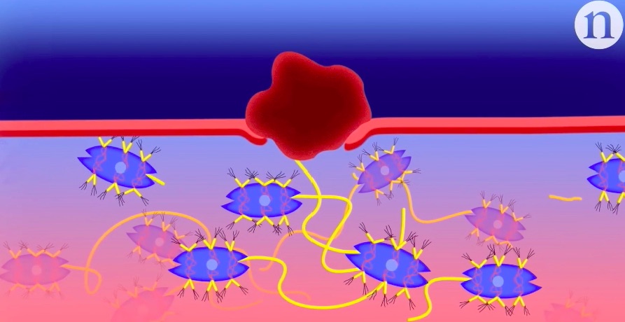 Nature医学动画:科学家发现肝脏内部自我修复机制-肽度TIMEDOO