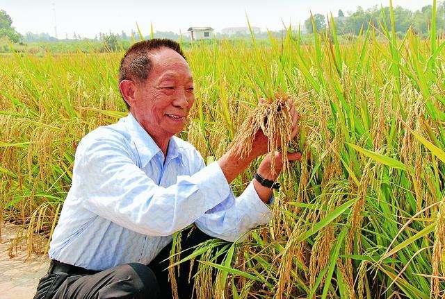 中国杂交水稻造福全世界 在国外种植面积达七百万公顷