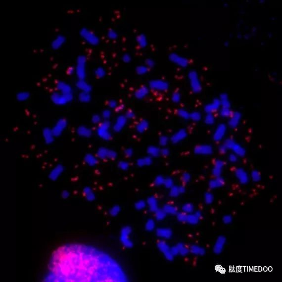专访|Nature重大发现：癌基因竟不在染色体上？第一作者吴思涵亲身解读！-肽度TIMEDOO