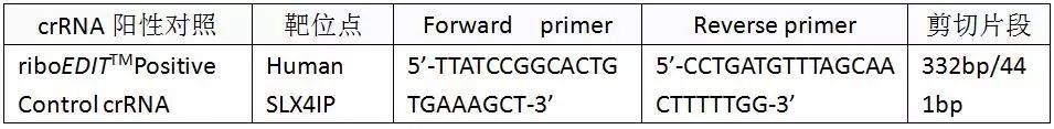 干货丨全RNA体系CRISPR-Cas9基因编辑Protocol及T7E1酶切效率筛选方法-肽度TIMEDOO