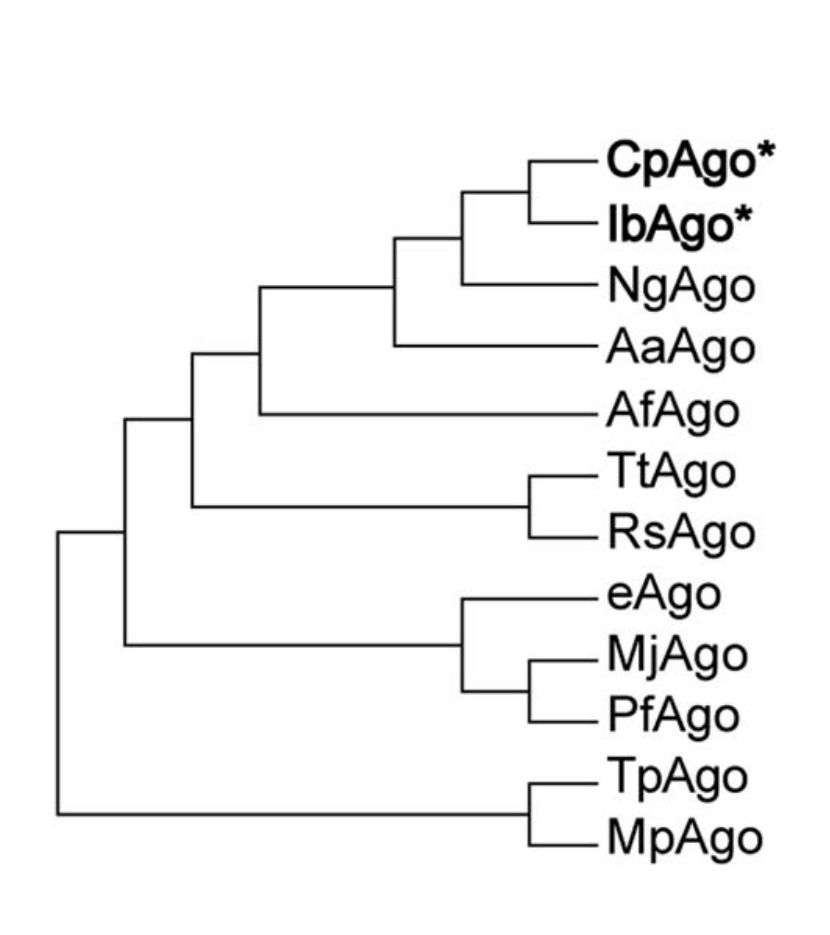 最新发现两种肠道微生物的Ago酶,能够常温切割DNA,而且它们是韩春雨的NgAgo的近亲-肽度TIMEDOO