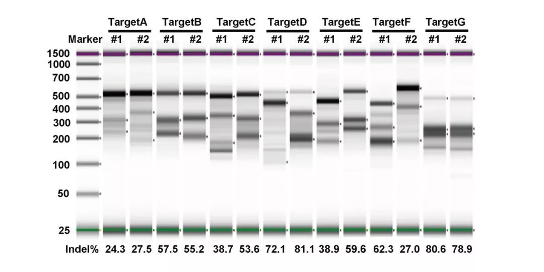 干货丨全RNA体系CRISPR-Cas9基因编辑Protocol及T7E1酶切效率筛选方法-肽度TIMEDOO