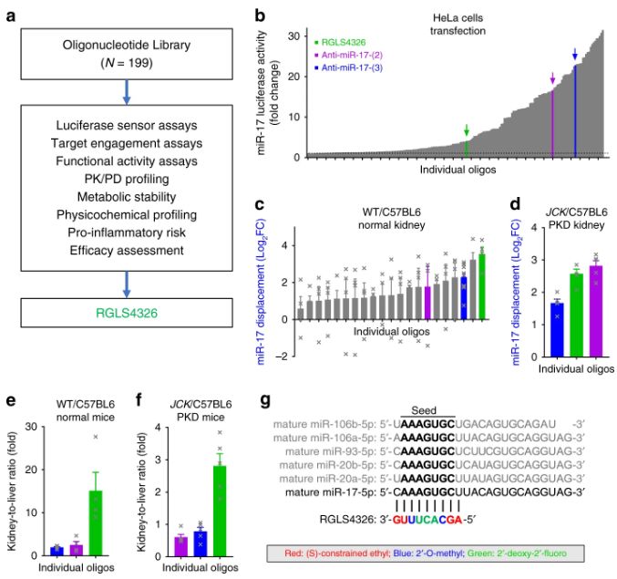 Nature重磅丨抗miR-17寡核苷酸RGLS4326用于治疗多囊肾的发现和临床前评价-肽度TIMEDOO