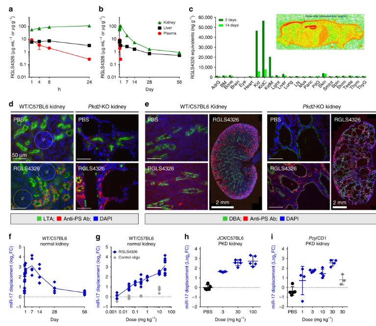 Nature重磅丨抗miR-17寡核苷酸RGLS4326用于治疗多囊肾的发现和临床前评价-肽度TIMEDOO