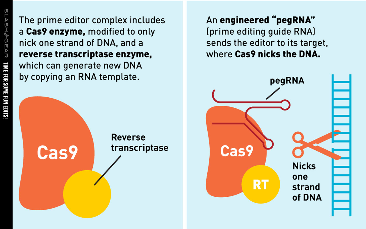 多图介绍Nature重大成果:超越CRISPR、修正89%的人类遗传病的新技术-肽度TIMEDOO