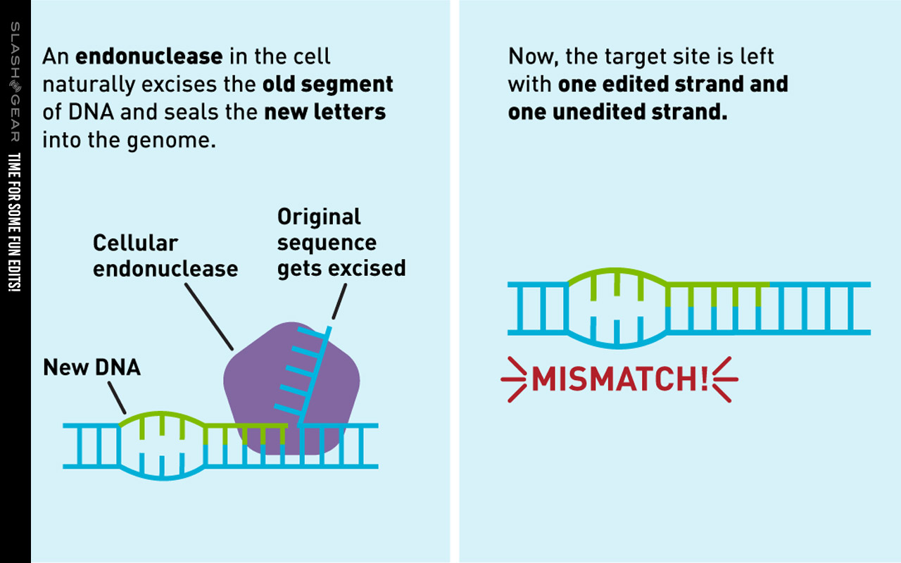 多图介绍Nature重大成果:超越CRISPR、修正89%的人类遗传病的新技术-肽度TIMEDOO