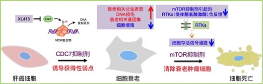 诱导肿瘤细胞衰老 科学家发现“分步式”肝癌精准治疗新策略-肽度TIMEDOO
