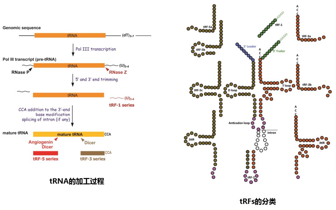 如何研究tRFs？不妨先看这篇Cell Research文章！-肽度TIMEDOO