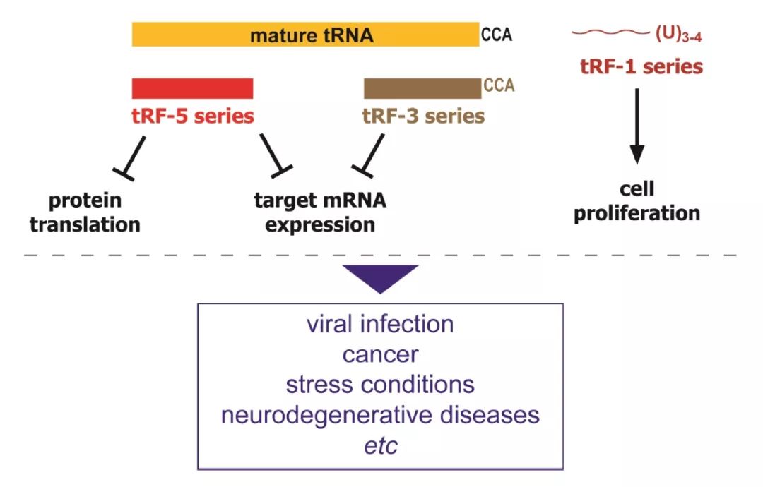 如何研究tRFs？不妨先看这篇Cell Research文章！-肽度TIMEDOO