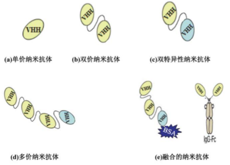 行研 | 纳米抗体 – 抗体界的“百变星君”，如何突破抗体药的激烈重围？-肽度TIMEDOO