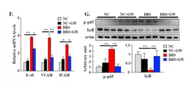 Journal of Hepatology丨肝细胞来源的EVs通过miR-1促进内皮炎症和动脉粥样硬化的新机制-肽度TIMEDOO