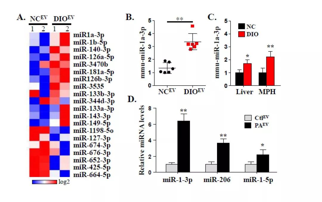 Journal of Hepatology丨肝细胞来源的EVs通过miR-1促进内皮炎症和动脉粥样硬化的新机制-肽度TIMEDOO