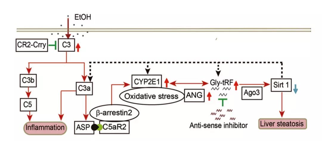 如何研究tRFs？不妨先看这篇Cell Research文章！-肽度TIMEDOO