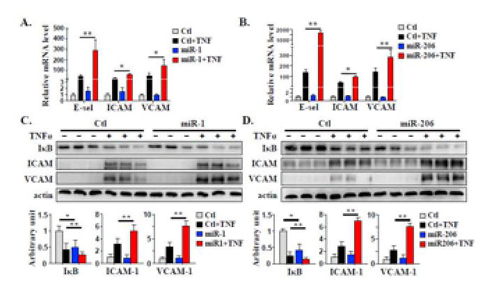 Journal of Hepatology丨肝细胞来源的EVs通过miR-1促进内皮炎症和动脉粥样硬化的新机制-肽度TIMEDOO