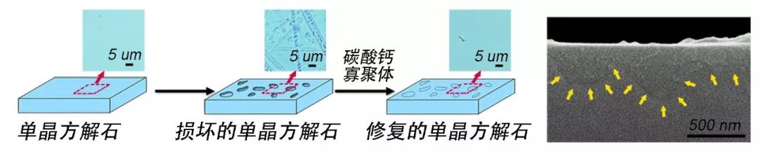 点赞!浙大团队再添一篇《自然》!-肽度TIMEDOO