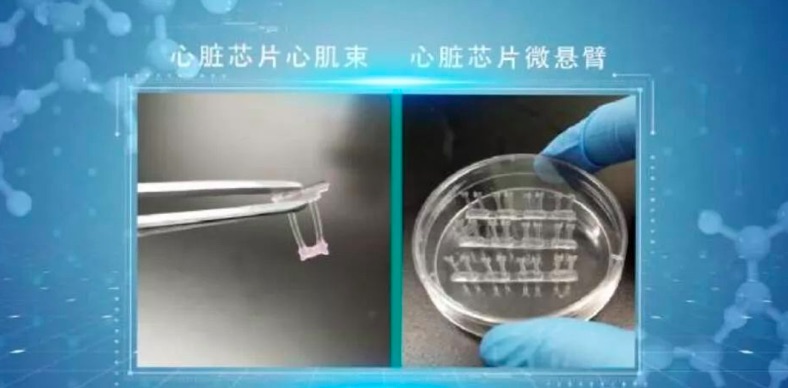 东南大学苏州医疗器械研究院:用芯片制造人体器官-肽度TIMEDOO