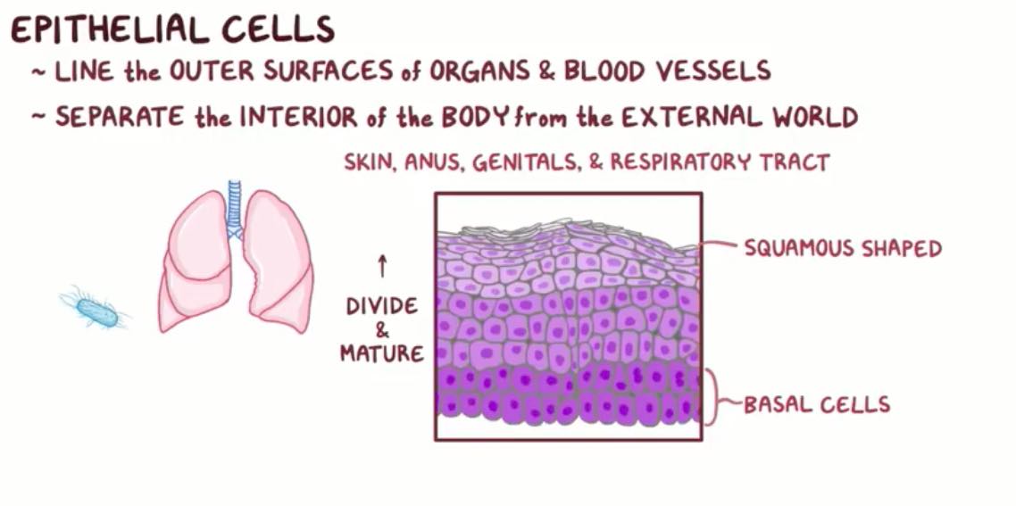 医学课程：人乳头瘤病毒（HPV）的病理与治疗方案