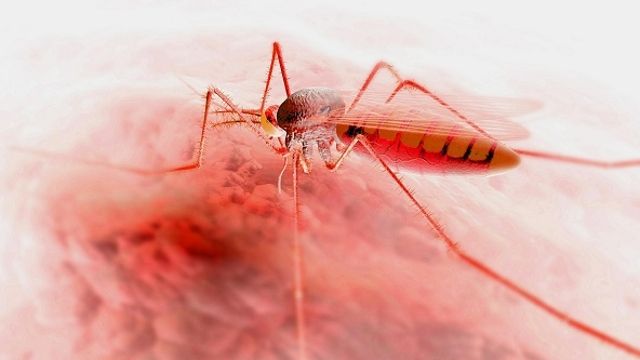 新登革热疫苗三期临床实验完成
