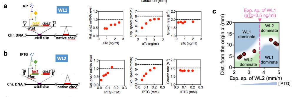 菌群大战揭秘生物迁徙规律,中科院深圳先进院研究登上Nature-肽度TIMEDOO