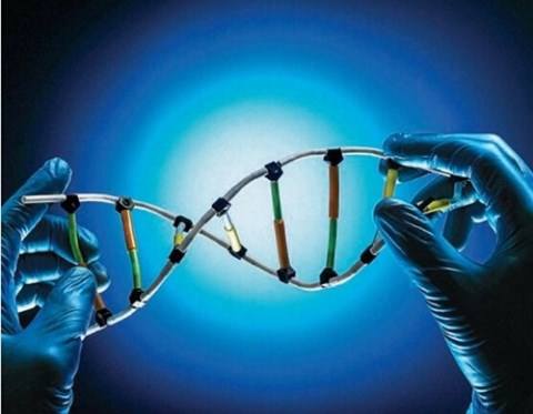 “合成生物学”重点专项年度项目安排公示