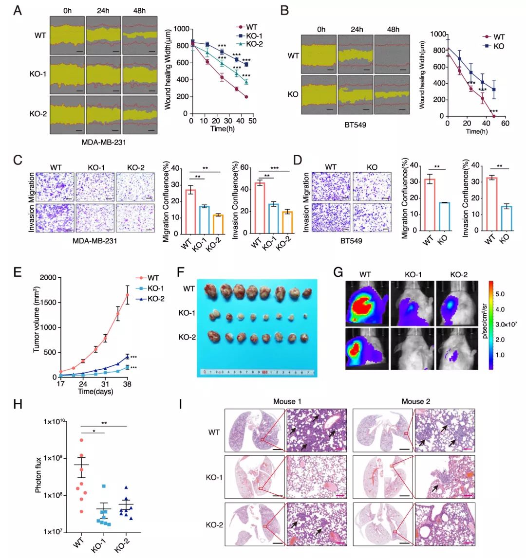 Molecular Cancer丨RiboBio动物用ASO助力发现lncRNA促进乳腺癌转移分子机制-肽度TIMEDOO