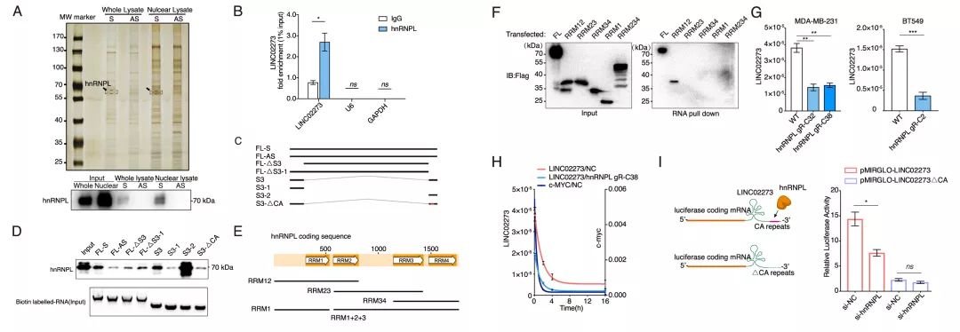 Molecular Cancer丨RiboBio动物用ASO助力发现lncRNA促进乳腺癌转移分子机制-肽度TIMEDOO