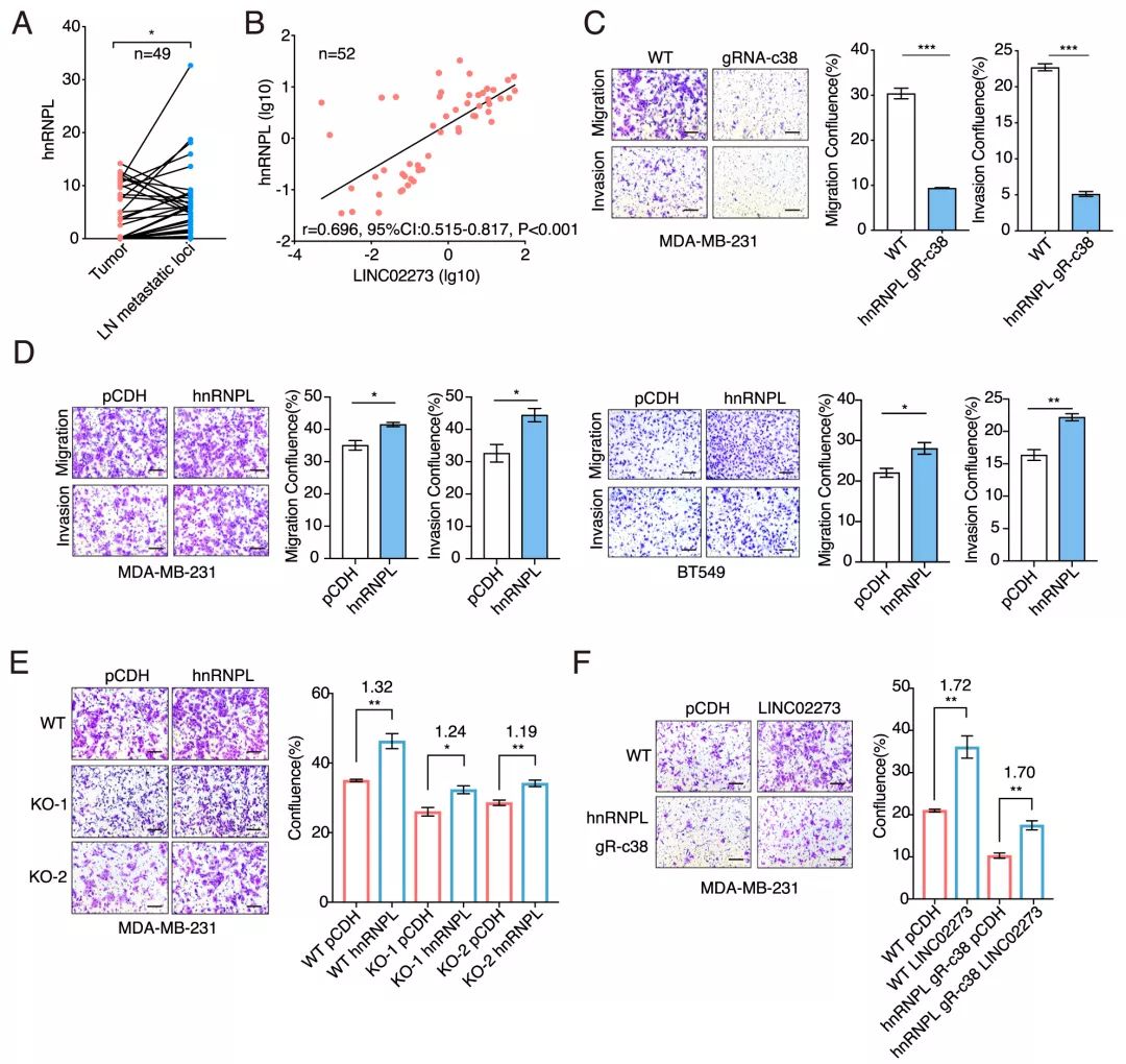 Molecular Cancer丨RiboBio动物用ASO助力发现lncRNA促进乳腺癌转移分子机制-肽度TIMEDOO