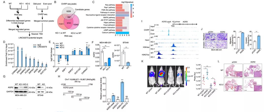 Molecular Cancer丨RiboBio动物用ASO助力发现lncRNA促进乳腺癌转移分子机制-肽度TIMEDOO
