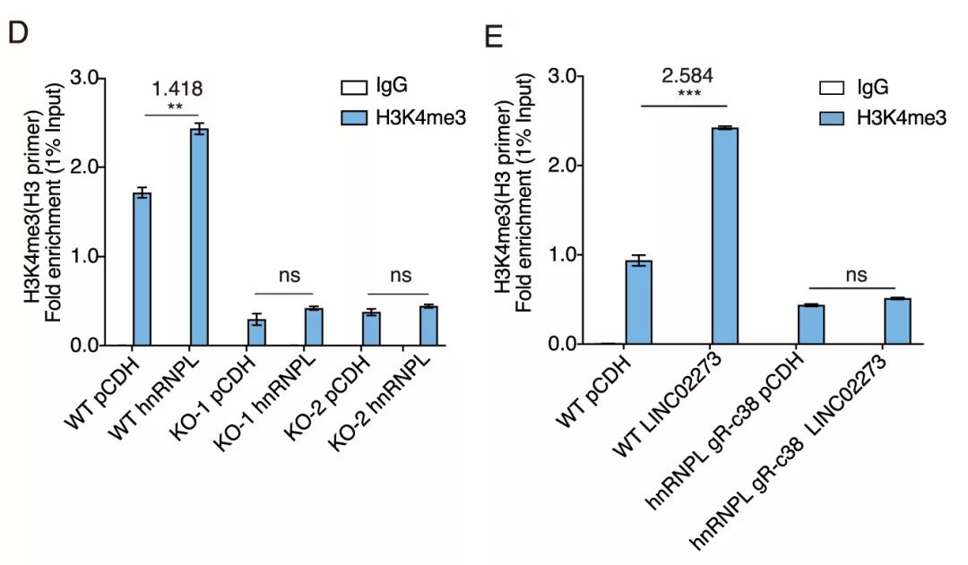 Molecular Cancer丨RiboBio动物用ASO助力发现lncRNA促进乳腺癌转移分子机制-肽度TIMEDOO