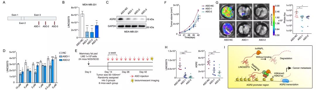 Molecular Cancer丨RiboBio动物用ASO助力发现lncRNA促进乳腺癌转移分子机制-肽度TIMEDOO