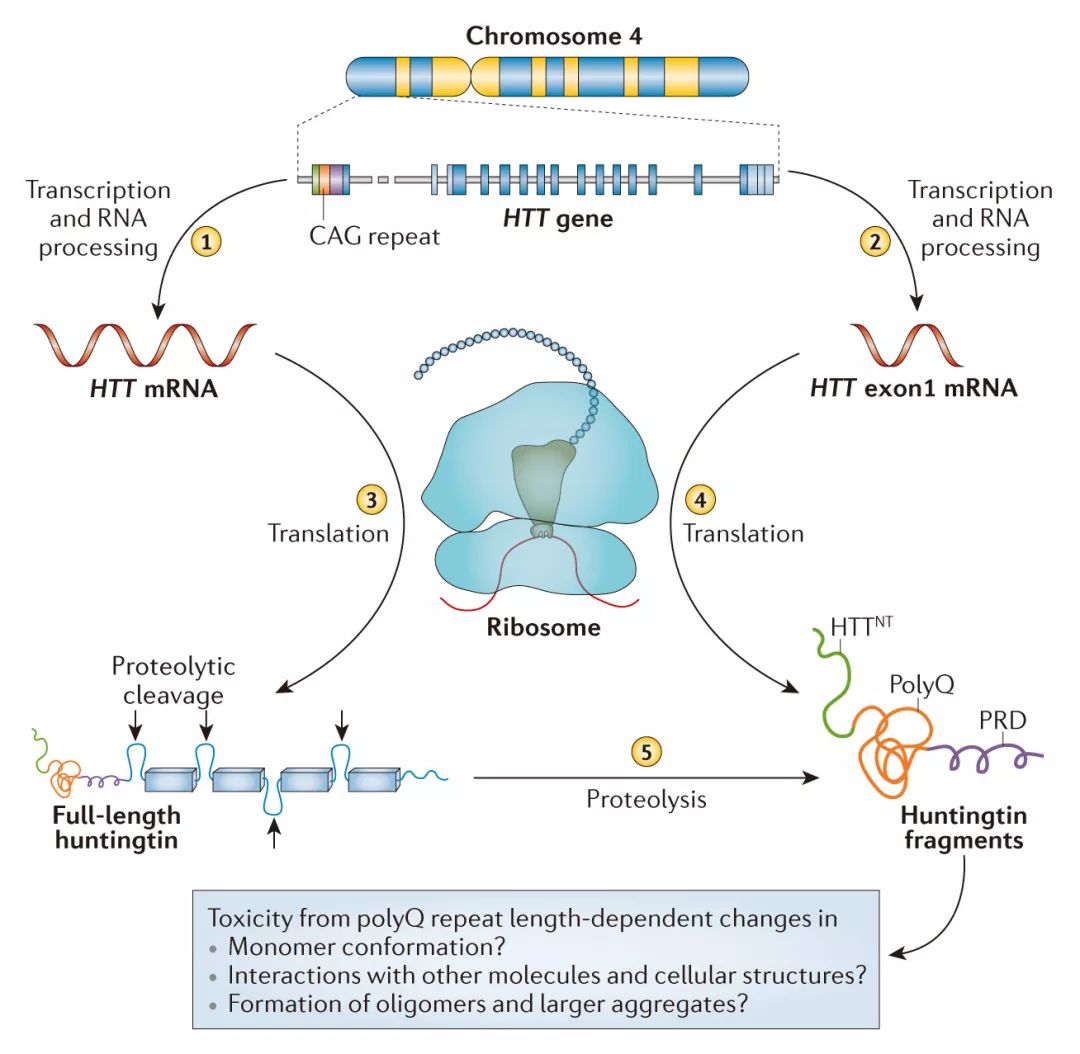 eLIFE丨MicroRNA有助于预防Huntington舞蹈症毒性蛋白的聚集