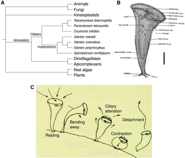单细胞生物被证实具备“高智商”行为!搁置百年的生物学大发现终于确认-肽度TIMEDOO