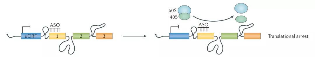 Molecular Cancer丨RiboBio动物用ASO助力发现lncRNA促进乳腺癌转移分子机制-肽度TIMEDOO