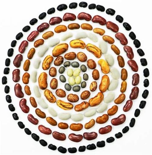 683份核心种质绘制普通菜豆高精度图谱-肽度TIMEDOO