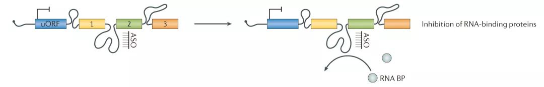 Molecular Cancer丨RiboBio动物用ASO助力发现lncRNA促进乳腺癌转移分子机制-肽度TIMEDOO