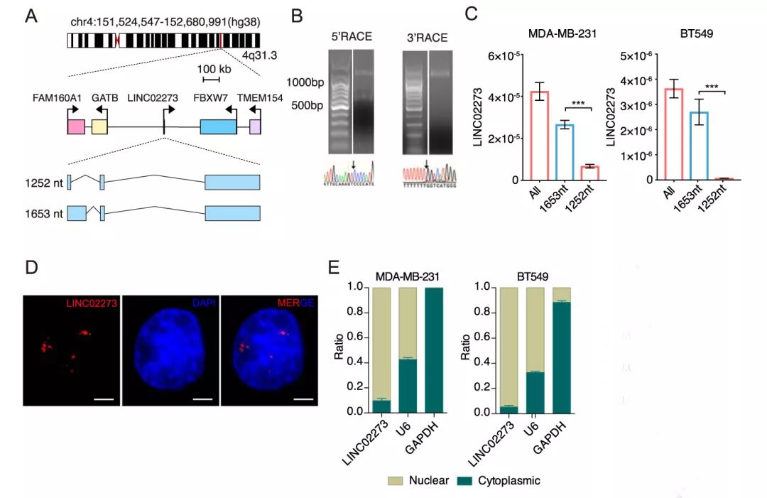 Molecular Cancer丨RiboBio动物用ASO助力发现lncRNA促进乳腺癌转移分子机制-肽度TIMEDOO