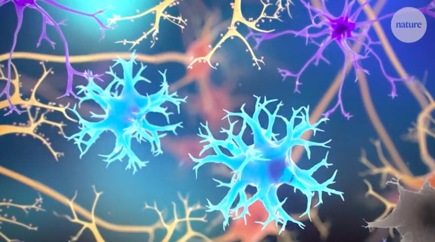 Nature医学动画：帕金森病的最新研究发现