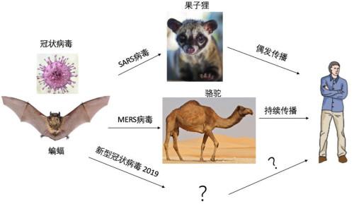 对抗新型冠状病毒 我们能从非典中汲取什么经验？-肽度TIMEDOO