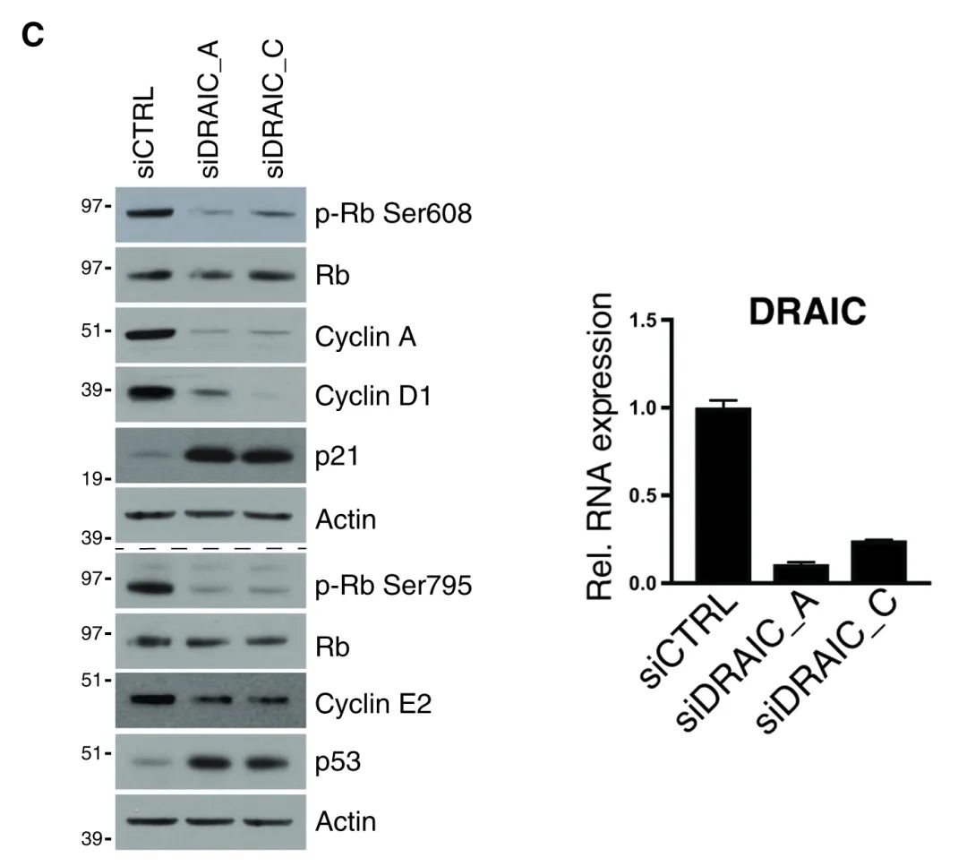 案例解读丨高通量高内涵siRNA文库筛选发现lncRNA DRAIC为新型自噬调节因子-肽度TIMEDOO