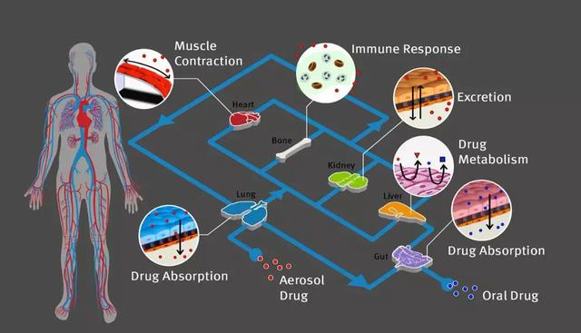 摁下快进键:芯片上打造的“人体器官”,正孵化出药物研发的新兴实验场-肽度TIMEDOO